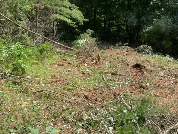 Area opened after brush removal
