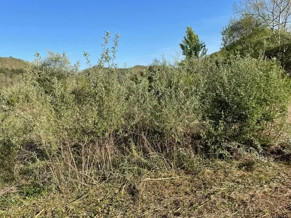 Overgrown field before brush mowing