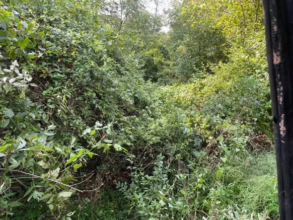 Heavy overgrowth before brush work