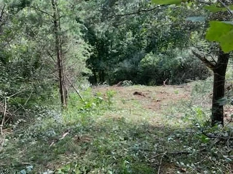 Cleared wooded ground