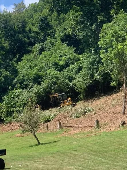 Hillside before brush removal