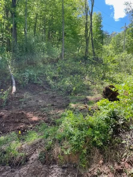 Early clearing at the Limestone access project