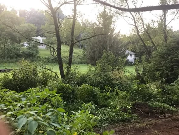 Wooded lot before clearing
